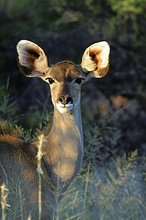 Kudu ND