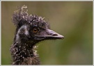 Emu (Dromaius novaehollandiae), Zoo Duisburg