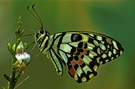 Tropischer Schmetterling (ZO)