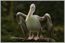 Pelikan, Zoo Duisburg