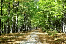 Waldweg im Nationalpark Bayerischer Wald (ND)