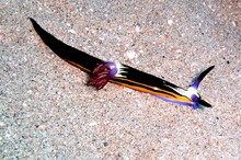 Nembrotha