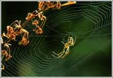 Unbekannte Spinne