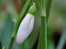 Schneeglöckchen (Galanthus nivalis) ND