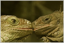 Grüner Leguan (Iguana Iguana), Zoo Duisburg