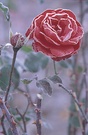 ND Frozen Rose