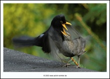 Amsel