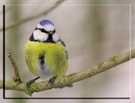 Blaumeise (Parus caeruleus), NSG Ruhraue Mülheim
