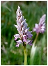 Helm-Knabenkraut (Orchis militaris)