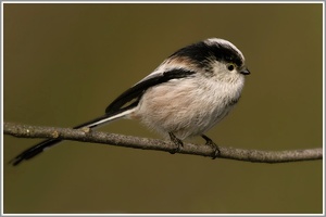 Schwanzmeise (Aegithalos caudatus), NSG Ruhraue Mülheim