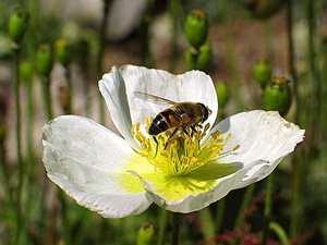 Schwebefliege auf weißem Alpenmohn KD