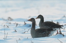 Gaugänse im Schnee ND