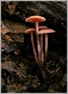 Unbekannter Pilz