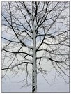 Baum im Winter ND