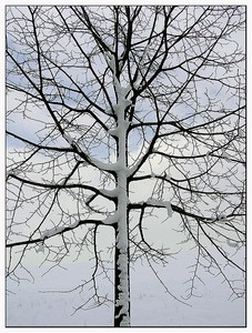 Baum im Winter ND