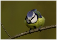 Blaumeise (Parus caeruleus), NSG Ruhraue Mülheim