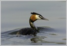 Haubentaucher (Podiceps cristatus), NSG Kocks Loch, Mülheim/Ruhr