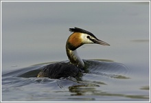 Haubentaucher (Podiceps cristatus), NSG Kocks Loch, Mülheim/Ruhr