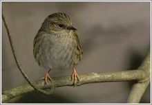 Heckenbraunelle (Prunella modularis), NSG Ruhraue Mülheim