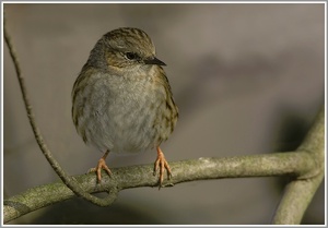 Heckenbraunelle (Prunella modularis), NSG Ruhraue Mülheim