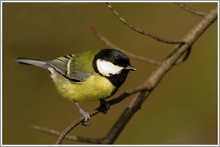 Kohlmeise (Parus major), NSG Ruhraue Mülheim