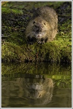 Nutria (Myocastor coypus), NSG Kocks Loch, Mülheim