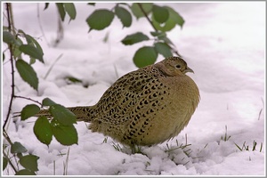 Fasan (Phasianus colchicus), NSG Ruhraue Mülheim