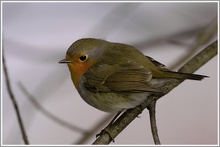 Rotkehlchen (Erithacus rubecula), NSG Ruhraue Mülheim/Ruhr