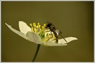 Buschwindröschen (Anemone nemorosa) mit Gemeiner Winterschwebfliege (Episyrphus balteatus)