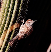 Cactus Wren (Campylorhynchus brunneicapillus) ND