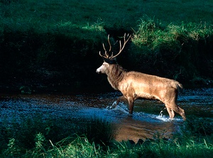 Bläßwild ZO