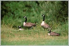 Kanadagans (Branta canadensis) NSG Ruhraue Mülheim/Ruhr