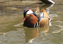 Mandarin Ente (ZO)