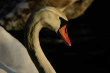 Schwan in der Abendsonne ND