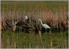 Silberreiher (Egretta Alba) ND