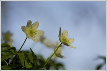 Buschwindröschen (Anemone nemorosa) in der Abendsonne