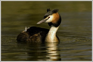 Haubentaucher (Podiceps cristatus), NSG Kocks Loch, Mülheim/Ruhr