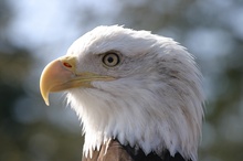 Noch ein Weisskopfseeadler (ZO)