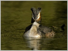 Haubentaucher (Podiceps cristatus), NSG Kocks Loch, Mülheim/Ruhr