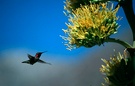 Kolibri will an der Agave Nektar naschen ND