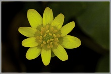 Scharbockskraut (Ranunculus ficaria)