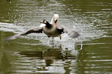 Attacke (Höckerschwan jagd Kanadagans) ND