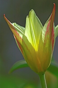 Kleine Tulpe mit "Innenbeleuchtung" (KD)
