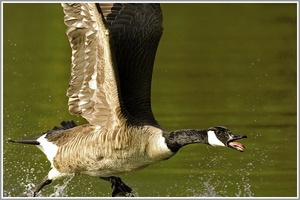 Kanadagans (Branta canadensis), NSG Kocks Loch Mülheim/Ruhr