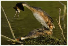 Haubentaucher (Podiceps cristatus)