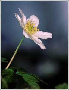 Buschwindröschen (Anemone nemorosa)