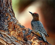 Gila Woodpecker (ND)