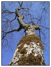 Baum in Möschenfeld bei München ND