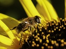 Schwebfliege auf sonne-bluhme