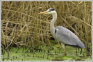 Graureiher (Ardea cinerea)